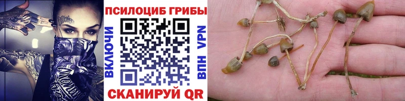 Псилоцибиновые грибы мицелий  Лысково 